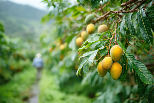 lucuma orchard
