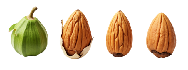 A close up of three different types of nuts