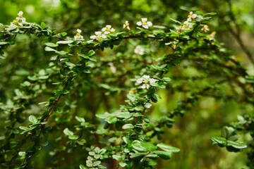 Tropical greenhouse. The Cotoneaster horizontalis plant. Close-up