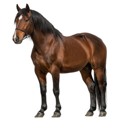 Obraz premium Elegant Brown Horse Showcasing Strength and Grace