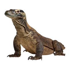 Obraz premium Understanding the Komodo Dragon The Largest Living Lizard Species
