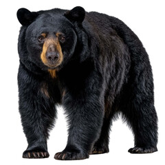 Fototapeta premium Majestic Black Bear Nature's Powerful and Adaptable Forest Creature