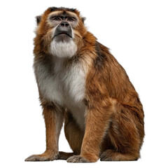 Fototapeta premium Impressive Brown Monkey with Distinctive Features on Black Background