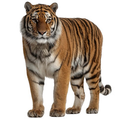 Naklejka premium Majestic Tiger The Iconic Big Cat of the Jungle