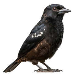 Obraz premium Black Grouse Unique Forest Bird with Distinctive Plumage