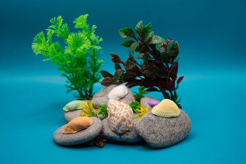 snail on the tree coral reef