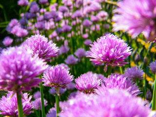close up of purple flowers blossoming wild onion chives Allium schoenoprasum in garden macro