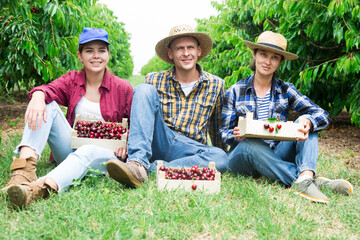 Portrait of three hardworking farmer sitting in a fruit nursery with cherries collected in crates