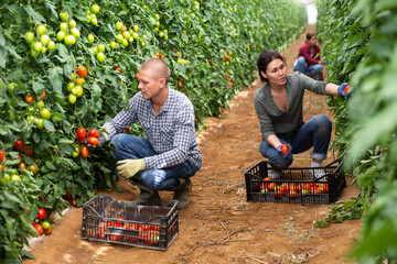 Girl, man and woman harvesting tomatoes in large orchard