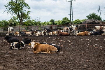 Krowy na farmie © fotozen