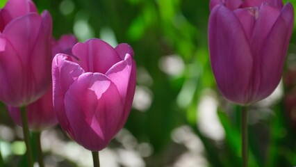Pink tulips blooming in spring sunlight in garden