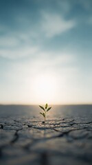 Green Plant Sprouting from Cracked Earth Beneath Rising Sunlight