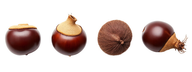 A group of four different types of chestnuts