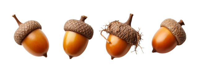 A set of four acorns