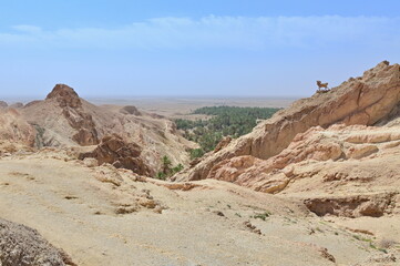 View of Rocky Desert Canyon and Palm Trees from Chebika Oasis, Hidden Oasis Paradise in the Sahara Desert of Tunisia