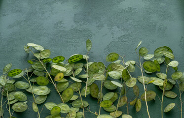 Greenery leafy background. Lunaria annua leaves. Dried flower money plant.