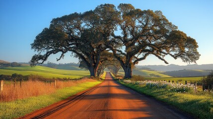 Country road flanked by large trees leading to a rolling landscape