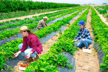 Team of farm workers harvesting organic strawberries from large plantation on sunny summer day