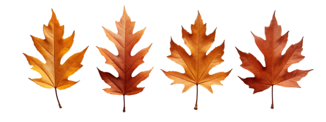 A set of four different colored leaves
