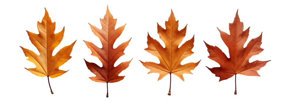 A set of four different colored leaves