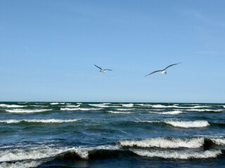 Waves crashing on the seashore with two seagulls flying above the Baltic Sea on a sunny day. A vibrant coastal scene capturing the freedom and movement of nature by the water.