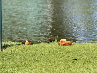 Rudd or red duck, Latin. Tadorna ferruginea, floating on the lake. It is a waterfowl of the duck family, similar to the common one. The bird has orange-brown plumage and a lighter head