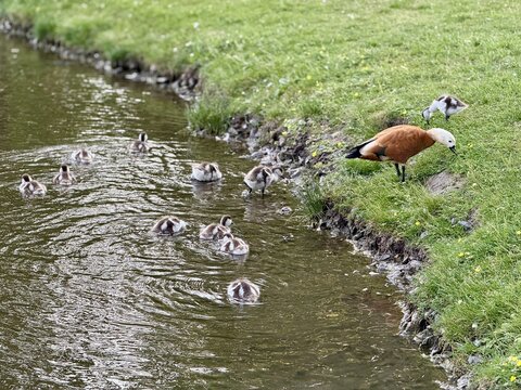 Mother and father Ruddy shelduck with her small ducklings on lake in the summer. It is a waterfowl of the duck family, similar to the common one. The bird has orange-brown plumage and a lighter head