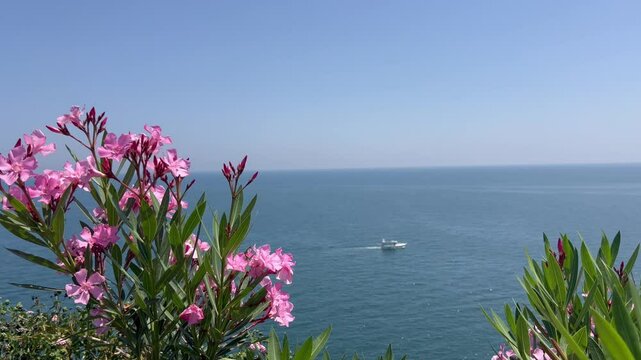 Sea landscape with oleander flower by the coast