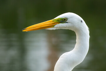 great white heron