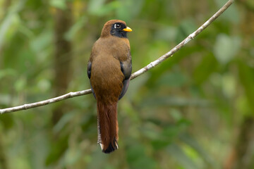 Bird on a branch