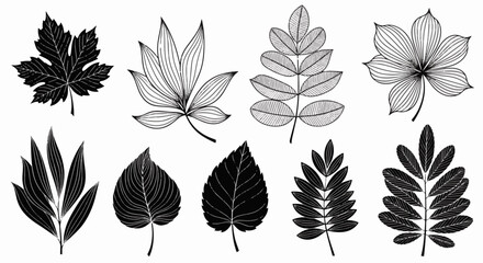 Fototapeta premium Monochrome Botanical Drawing of Various Leaves 