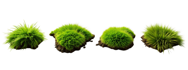 A set of four different types of grass