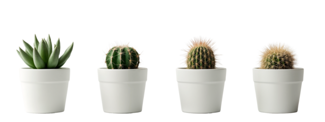 A row of four white pots with different types of cacti in them.