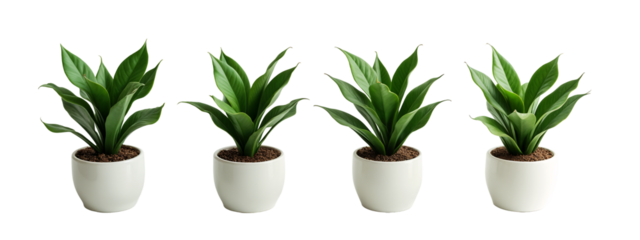 A set of four white pots with green plants in them.