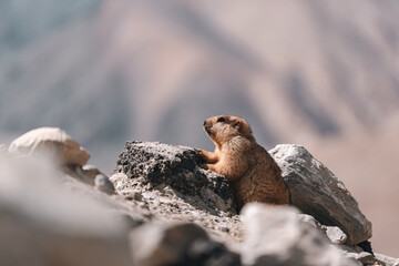 Himalayan marmot perched on rocky terrain, blending into the rugged mountain landscape under the sunlight, capturing the essence of alpine wildlife in natural, serene high-altitude habitat