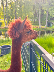 llama in the park in autumn © Harith