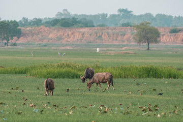Thai water buffalo grazing peacefully in a lush green paddy field, surrounded by serene countryside landscape, showcasing traditional rural life, harmony with nature, and agricultural heritage