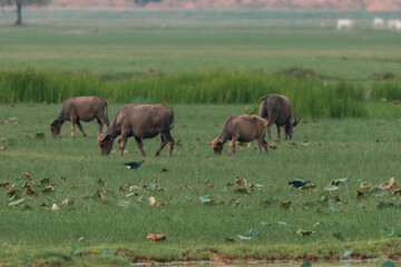Fototapeta premium Thai water buffalo grazing peacefully in a lush green paddy field, surrounded by serene countryside landscape, showcasing traditional rural life, harmony with nature, and agricultural heritage