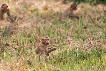 pig-tailed macaque sitting on tree branch eating ripe fruits in tropical rainforest, surrounded by lush green leaves, showcasing wildlife behavior and biodiversity of natural jungle environment