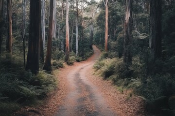 Fototapeta premium Explore the winding track through the lush forest of Tasmania during a tranquil afternoon in nature, Discover and explore wild nature of Tasmania Australia Forest walk path trail