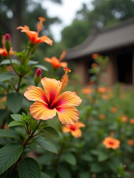 Hibiscus bloom in a calm garden. Vibrant hibiscus flowers bloom in a peaceful garden, framed