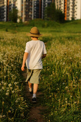 A child walks through a field with dandelions. Summer mood, family walks
