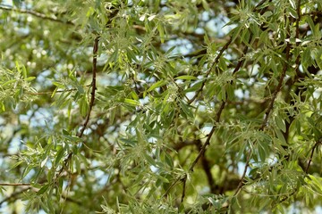 green leaves on a tree