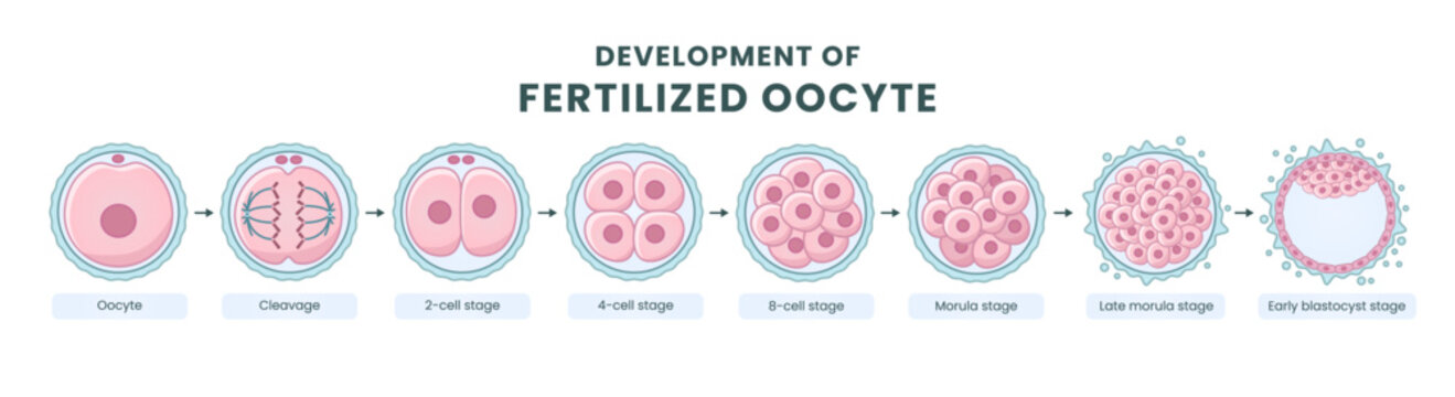 Development of fertilized oocyte