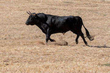 Black bull runs across dry pasture in bright sunlight during the afternoon hours