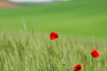 Bright red poppy blooms amidst lush green grass in a serene field during daylight