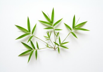 Obraz premium Arrangement of vibrant bamboo foliage against a bright, neutral backdrop here