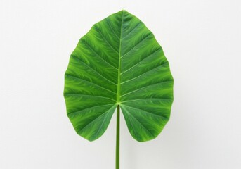 Obraz premium A single alocasia leaf with prominent veins against a plain background view