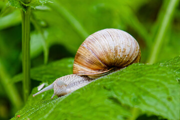 Schnecke