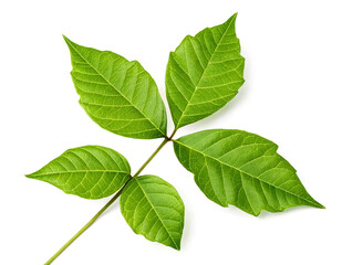 Fototapeta premium Poison Ivy Leaves Macro Botanical Illustration